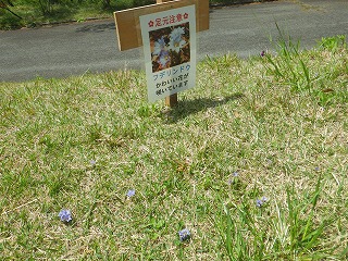 フデリンドウがいくつか咲いている。背景にフデリンドウ開花中の看板が立っている。