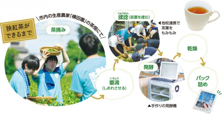 狭紅茶ができるまでの工程の画像：茶摘み・市内の生産農家「横田園」の茶畑にて、萎凋（しおれさせる）、揉念（茶葉を揉む）・他校連携で茶葉をもみもみ、手作りの発酵機で発酵、乾燥、パック詰め