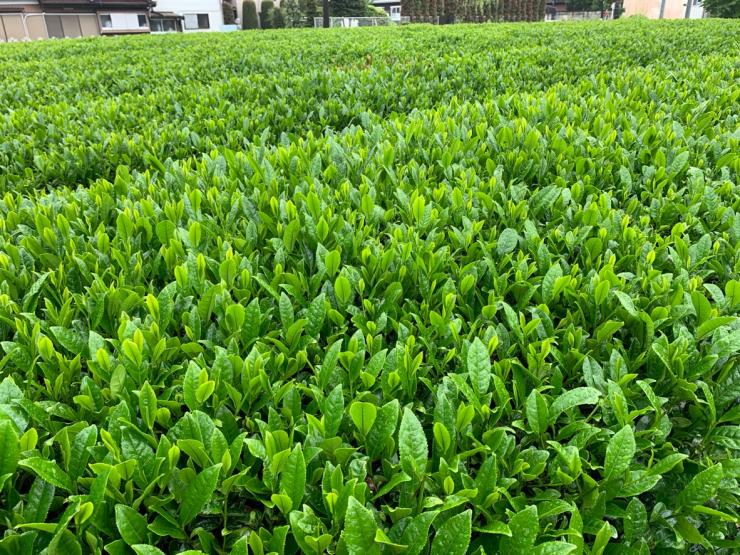 狭山茶の茶畑の写真