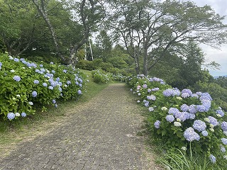 遊歩道沿いに咲いている水色のアジサイ。見頃