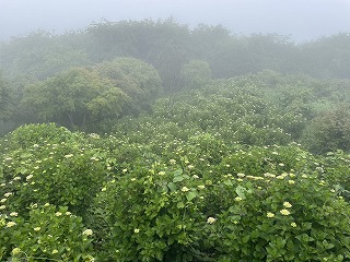 東展望台から見下ろしたアジサイの斜面。ほぼ蕾。霧がかかっている。