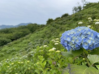 青いアジサイとアジサイの斜面