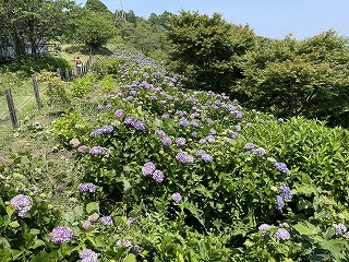 アジサイの群生を展望台から見た様子。葉っぱが青々として、たくさんのアジサイが咲き始めている。