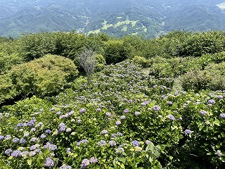 見頃を迎え始めた斜面のアジサイを展望台の上から見下ろした様子。