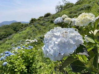 薄水色のアジサイ。背景には斜面にアジサイがちらほらある。青空。