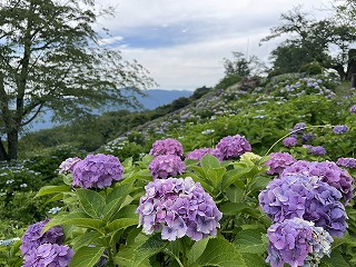 手前には紫色のアジサイが咲いている。奥には右から左に傾斜のある斜面がある。そちらにもアジサイがちらほら咲いている。