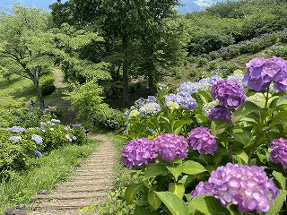 階段を上から撮った写真。両脇には水色と紫色のアジサイが咲いている。