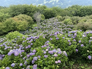 東展望台から見下ろしたアジサイの斜面。紫色のアジサイが斜面いっぱいに咲いている。