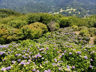 斜面の上から見たアジサイの様子。ピークを迎えつつある。