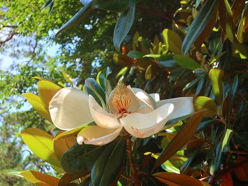 タイサンボクの花