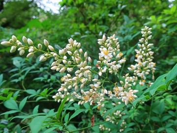 ナンテンの花