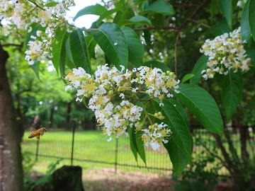 シマサルスベリの花