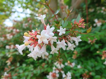 アベリアの花