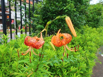 オニユリの花