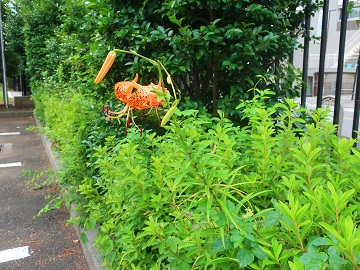 駐車場脇に咲く花