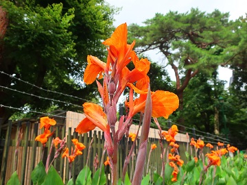 カンナの花