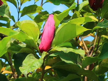 モクレンの花