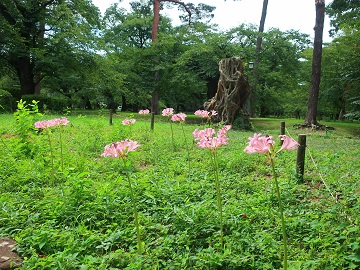 小さな群生