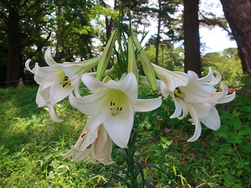 ユリの花