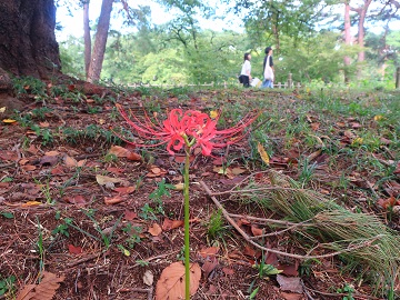 護国神社入口付近