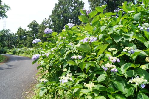 あじさいの小路