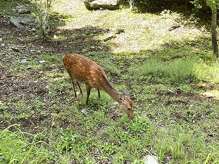 食事中の雌鹿。