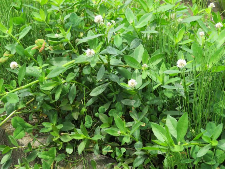 ナガエツルノゲイトウの繁茂