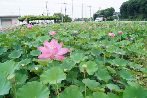 阿那志蓮