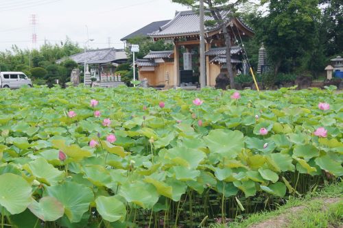 福昌寺と蓮