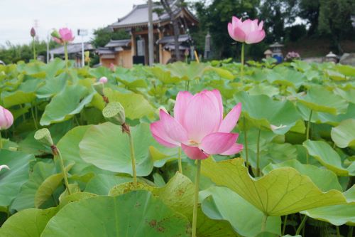 福昌寺の蓮