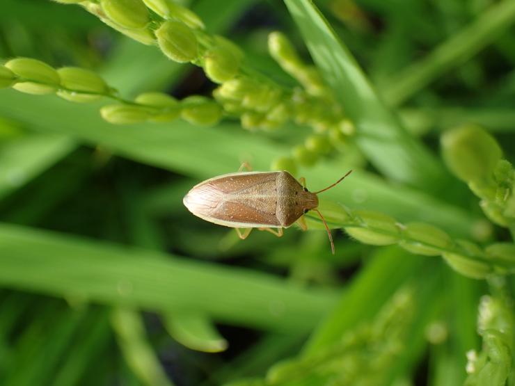 穂を加害するイネカメムシ成虫