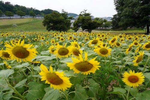 丘からのひまわり