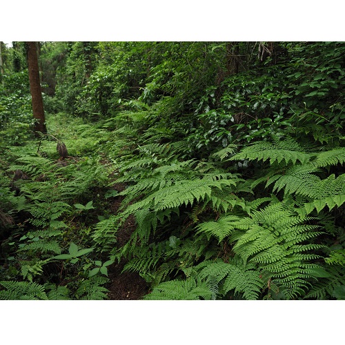 観察地周辺のシダ群落の写真