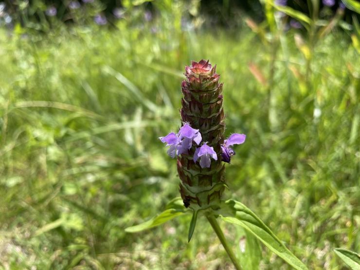 ウツボグサ。紫色の小さな花が筒状に密集して咲く。矢を入れる靭に見立てた名前。