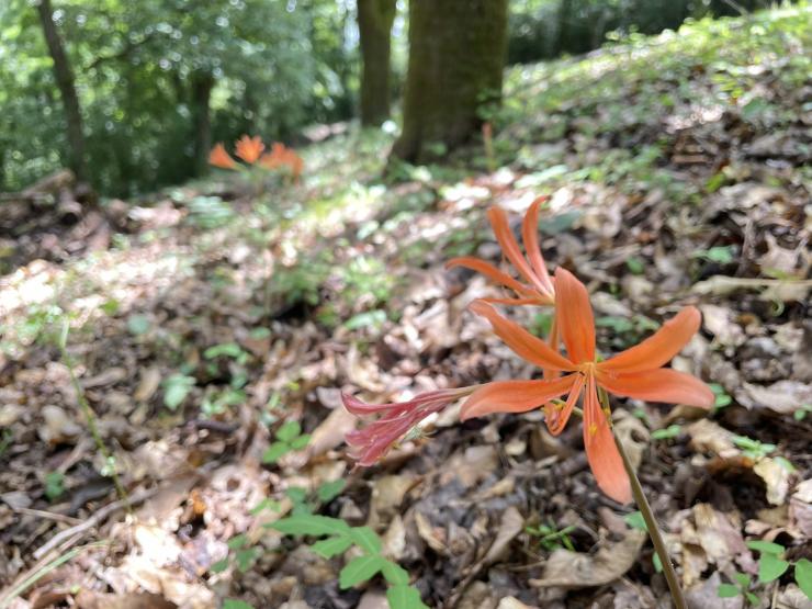 オレンジ色の花のキツネノカミソリ。