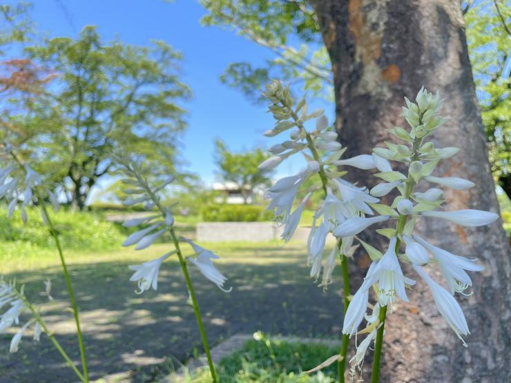 オオバギボウシ。白い鐘型の花がいくつも咲く。