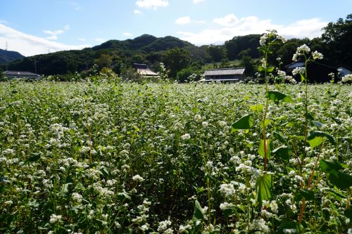 蕎麦の花3