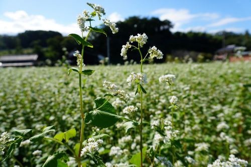 蕎麦の花1