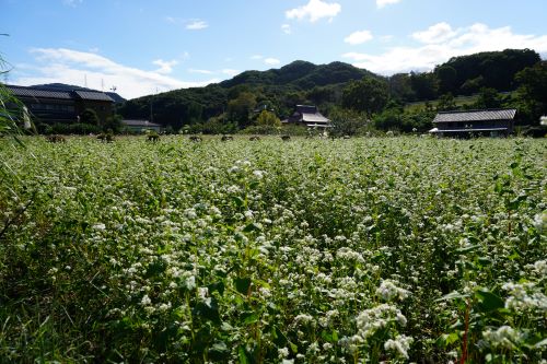 蕎麦の花2