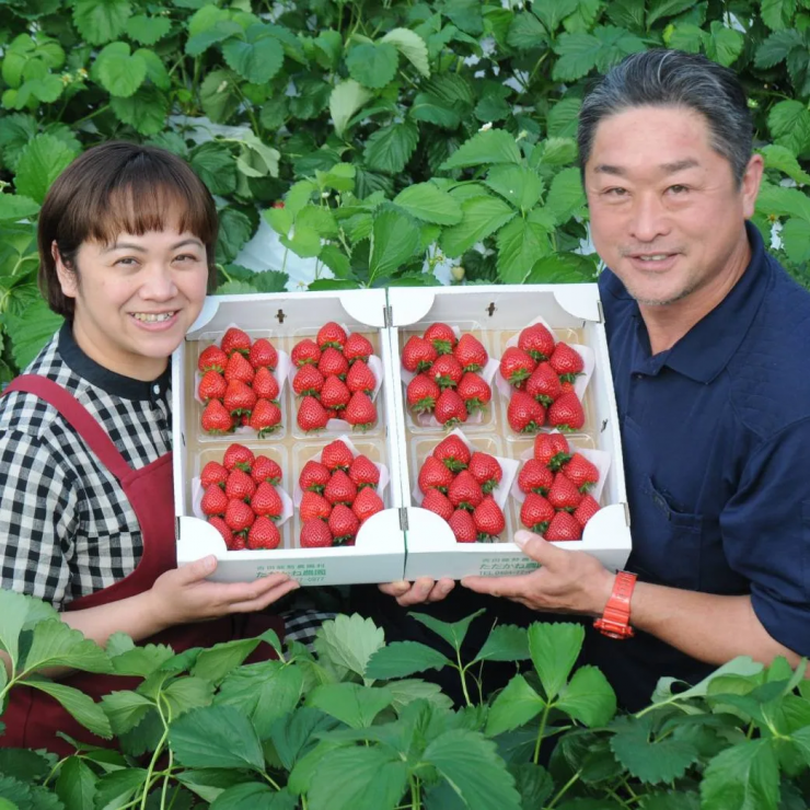 株式会社TAKANOで生産されたいちご