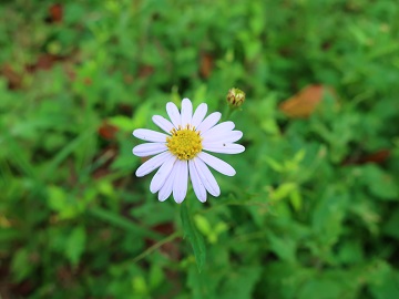 薄紫色の花