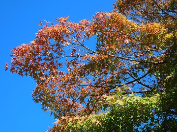 日差しに透ける紅葉