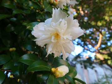 カンツバキの花