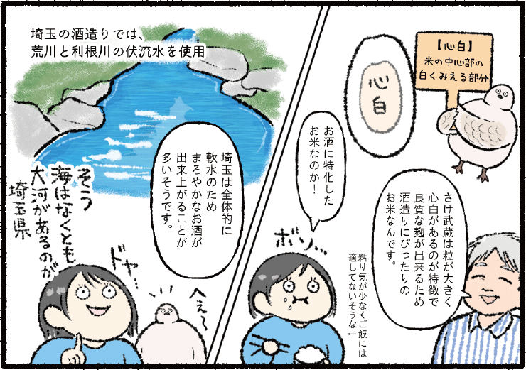 漫画「埼玉の日本酒の魅力に迫る！」4コマ目：横堀担当部長「さけ武蔵は粒が大きく心白があるのが特徴で良質な麹ができるため酒造りにぴったりのお米なんです」 心白とは米の中心部の白く見える部分。 かるめ「お酒に特化したお米なのか！」 さけ武蔵は粘り気が少なくご飯には適していないそうな。 横堀担当部長「埼玉は全体的に軟水のためまろやかなお酒ができることが多いそうです」 かるめ「そう、海はなくとも大河があるのが埼玉県」 しらたまくん「へぇ～」 埼玉の酒造りでは荒川と利根川の伏流水を使用。