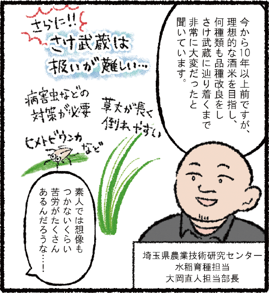 漫画「埼玉の日本酒の魅力に迫る！」5コマ目：埼玉県農業技術研究センター水稲育種担当大岡直人担当部長「今から10年以上前ですが、理想的な酒米を目指し、何種類も品種改良をしさけ武蔵にたどり着くまで非常に大変だったと聞いています」 さらに！さけ武蔵は扱いが難しい。ヒメトビウンカなどの病害虫などの対策が必要な上、草丈が長く倒れやすい。 かるめ「素人では想像もつかないくらい苦労がたくさんあるんだろうな！」