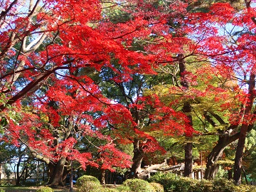 百年の森