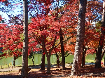 舟遊池北岸