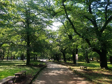 自由広場園路