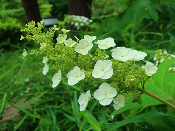 円錐形の花