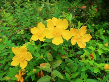 キンシバイの花